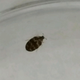 Illustration for article titled The Mystery of the Missing Bed Bugs: Solved